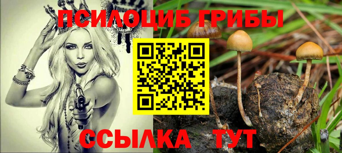 Псилоцибиновые грибы прущие грибы  Галлюциногенные грибы Psilocybe  Бердск  Вход с VPN 